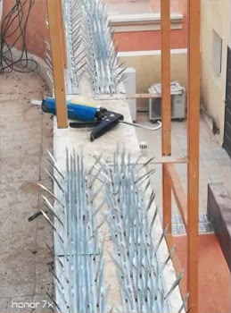 أشواك طارد الحمام