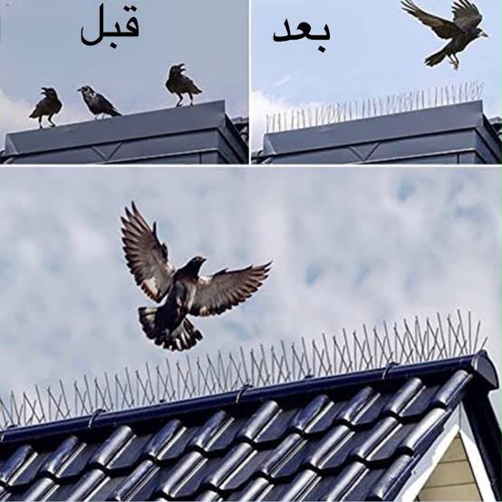 شعار نيو ماكس